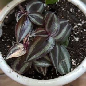 Photo of the plant species Wandering Jew by @Justmegsly named Yosef on Greg, the plant care app