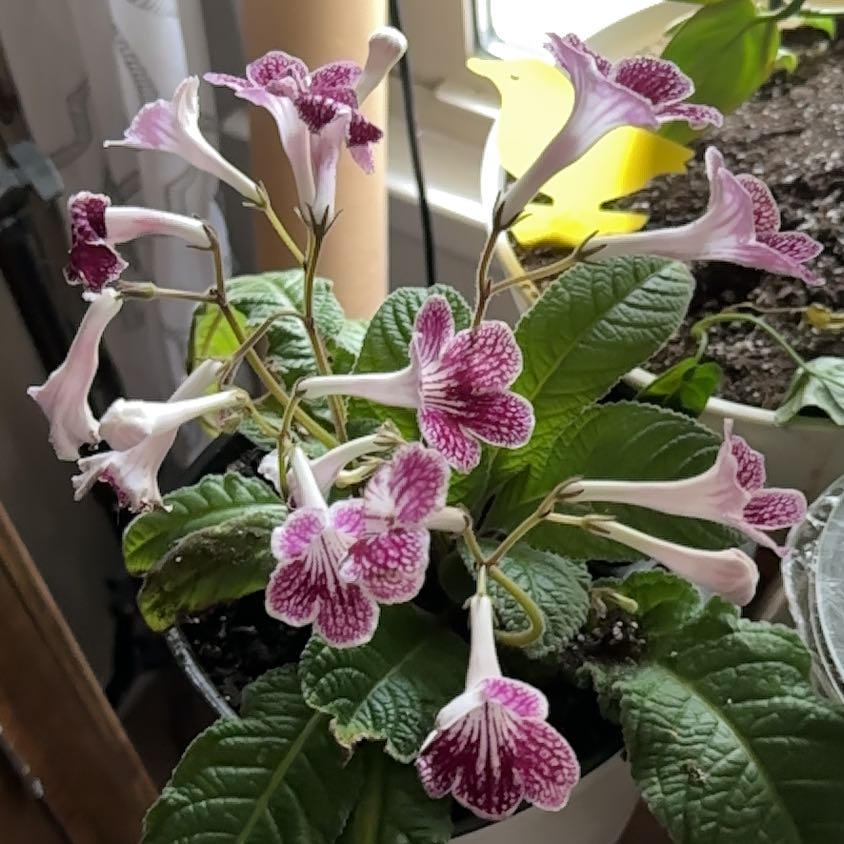 Photo of the plant species Polka Dots by @Justmegsly named Lavender on Greg, the plant care app