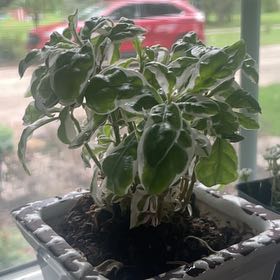 Photo of the plant species Waffle Plant 'Snow Queen' by @norakelley named Kendall on Greg, the plant care app