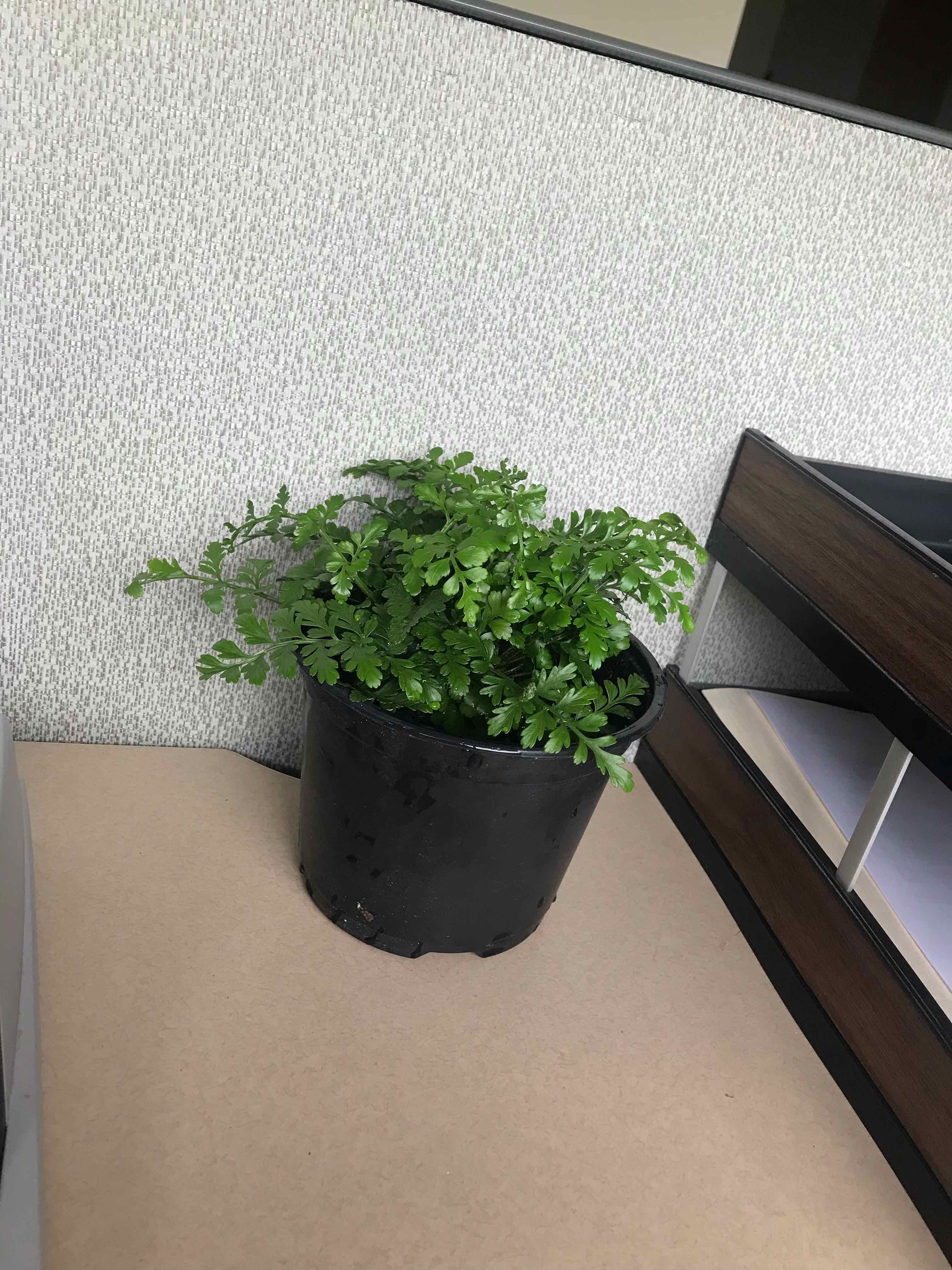 Potted Parsley Fern plant in an indoor office setting, appearing healthy.