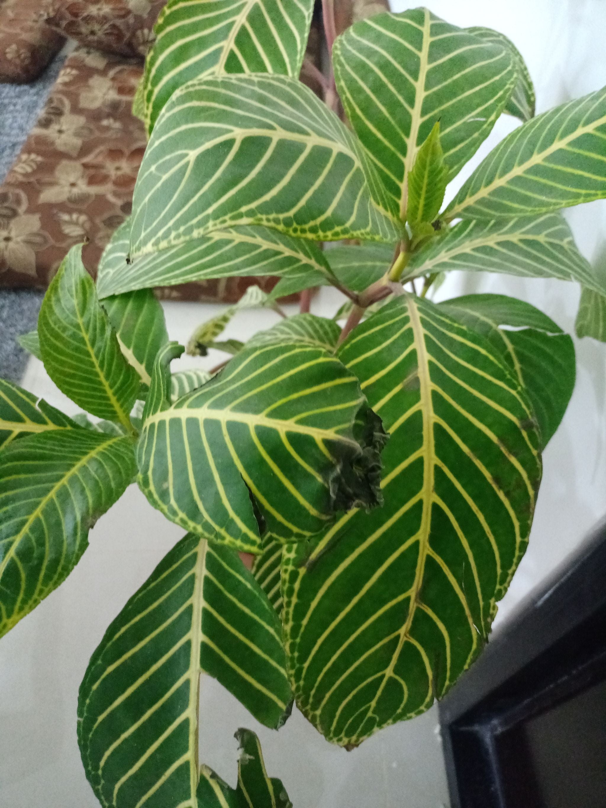 Aphelandra Hybrid How Much Water & Light Does it Need to Thrive?