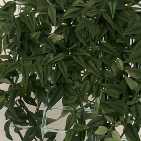 Photo of the plant species Hoya Bella by @CalmSilkyoak34 named Star boy on Greg, the plant care app