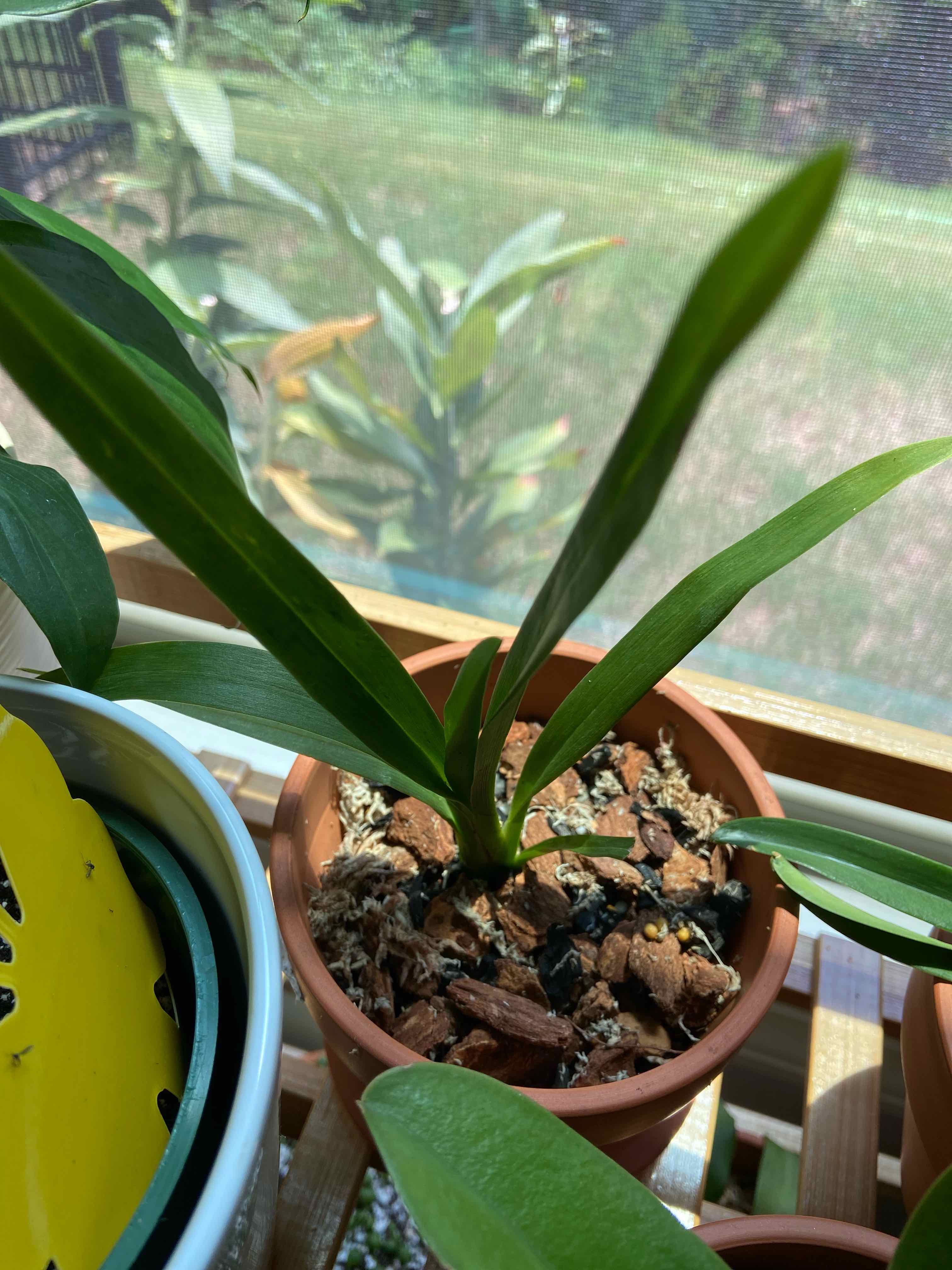 Oncidium sharry baby 'Sweet Fragrance' plant in a pot with visible soil and healthy green leaves.