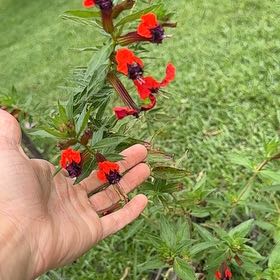 Photo of the plant species Cuphea by @TryGreensupreme named Darwin on Greg, the plant care app