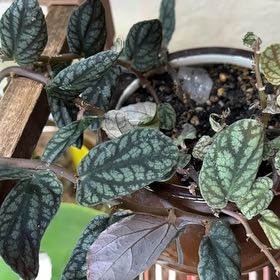 Photo of the plant species Satin Pulchra by @NoblyCloudberry named Harper on Greg, the plant care app