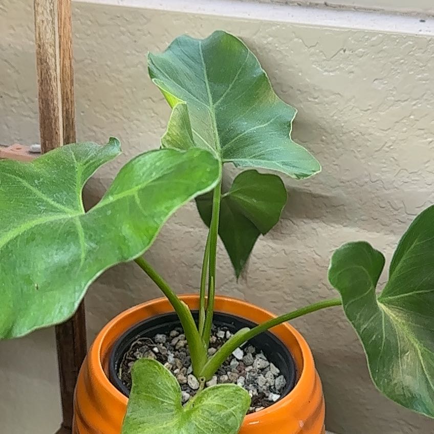 Photo of the plant species philodendr revolution by @NoblyCloudberry named Maya on Greg, the plant care app