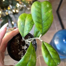 Photo of the plant species Hoya Viola by @NoblyCloudberry named Surya on Greg, the plant care app