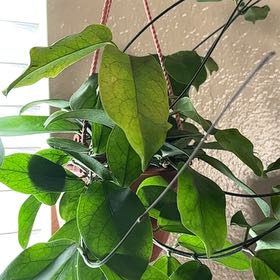 Photo of the plant species Hoya 'Kenjiana Albo-Marginata' by @NoblyCloudberry named Sage on Greg, the plant care app