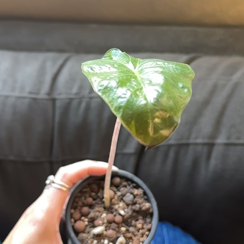 Photo of the plant species Alocasia Yucatan Queen by @NoblyCloudberry named Kendall on Greg, the plant care app