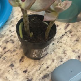 Photo of the plant species Graptopetalum paraguayense 'Peach' by @EloquentRedvein named Mando on Greg, the plant care app