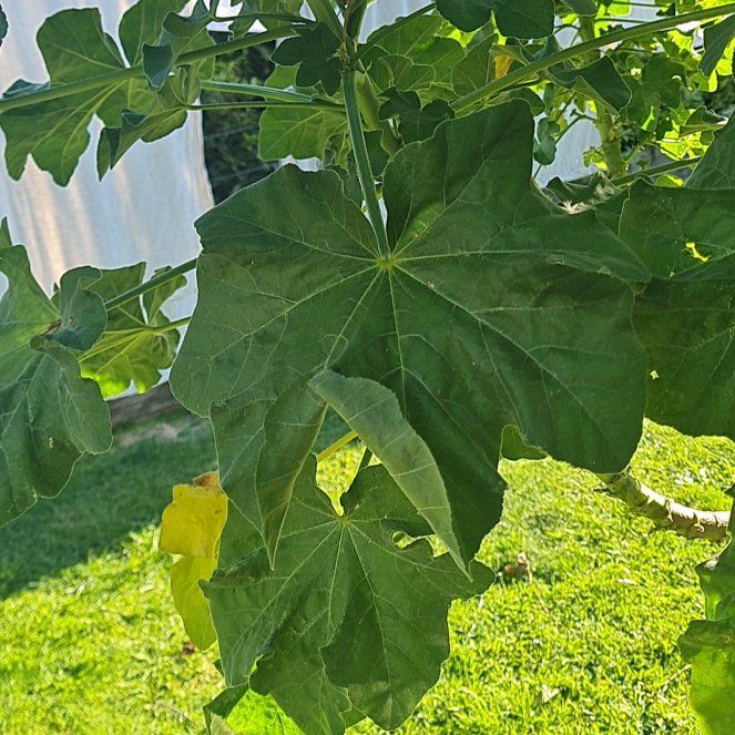 Photo of the plant species Tree Mallow by @DearWhitedyckia named Homer on Greg, the plant care app