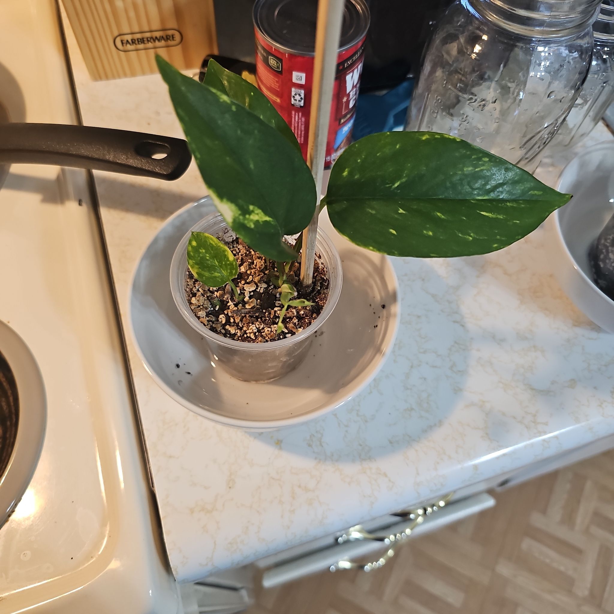 Photo of the plant species Devils Ivy by @ClementOcotillo named Boo-thos on Greg, the plant care app