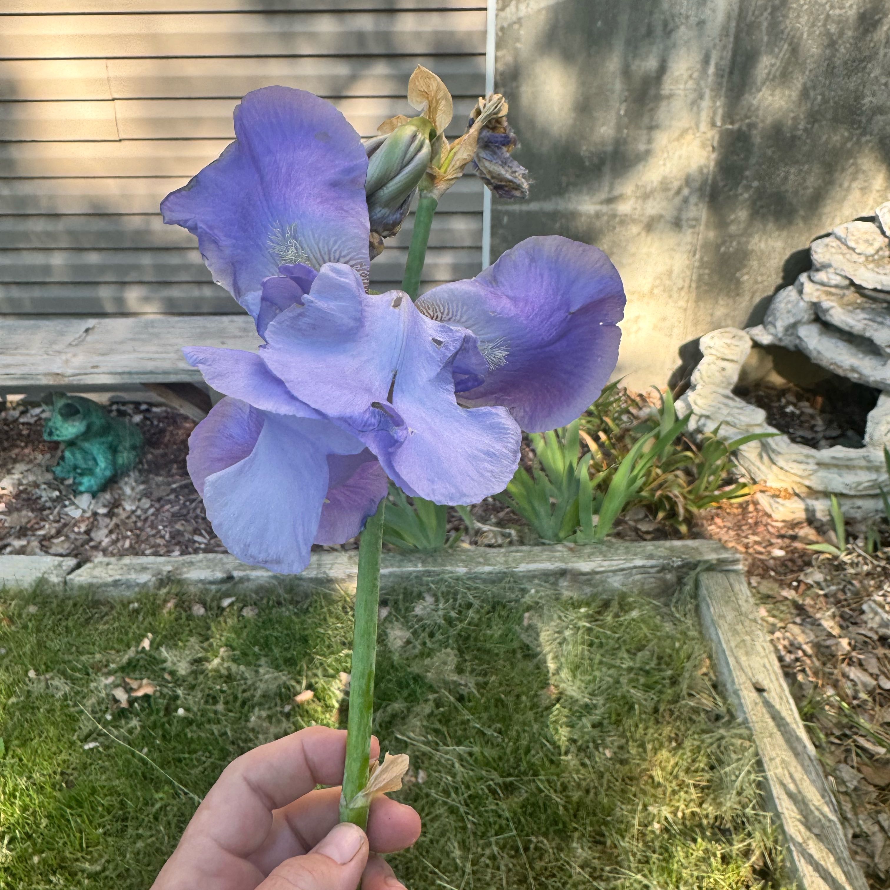 Photo of the plant species Dalmatian Iris by @FlashyWaxvine named Khaleesi on Greg, the plant care app