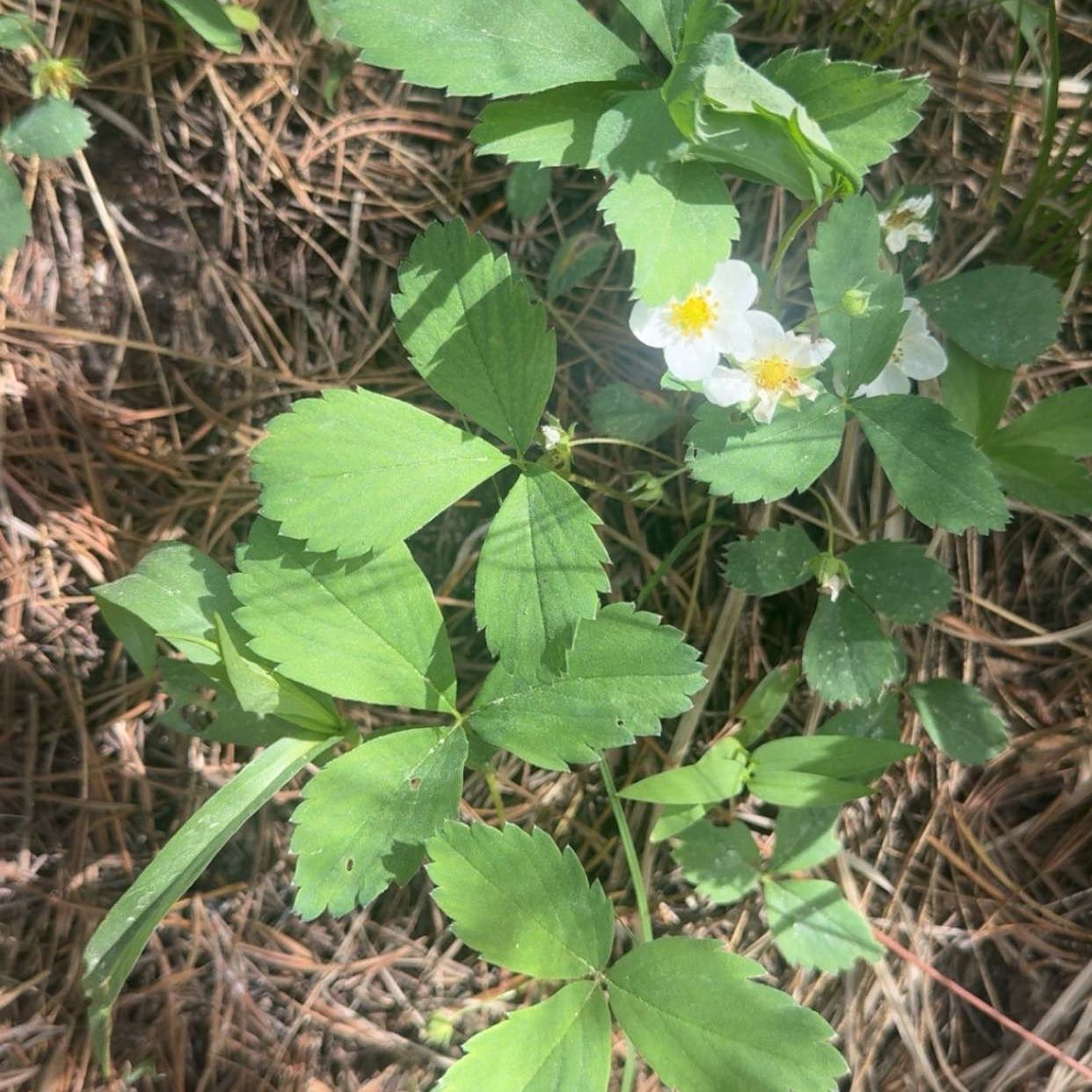 Photo of the plant species Scarlet Strawberry by @FlashyWaxvine named Athena on Greg, the plant care app
