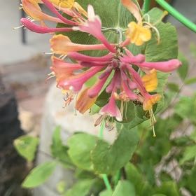 Photo of the plant species Orange Honeysuckle by @FlashyWaxvine named Apollo on Greg, the plant care app