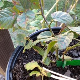 Photo of the plant species Triple Crown Blackberry by @ModelWaterwheel named Hemingway on Greg, the plant care app