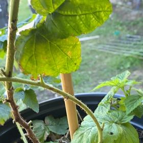 Photo of the plant species Fall Gold Raspberry by @ModelWaterwheel named Navajo on Greg, the plant care app
