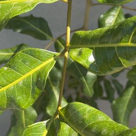 Photo of the plant species Tuckeroo by @SpicyCapemyrtle named Kendall on Greg, the plant care app