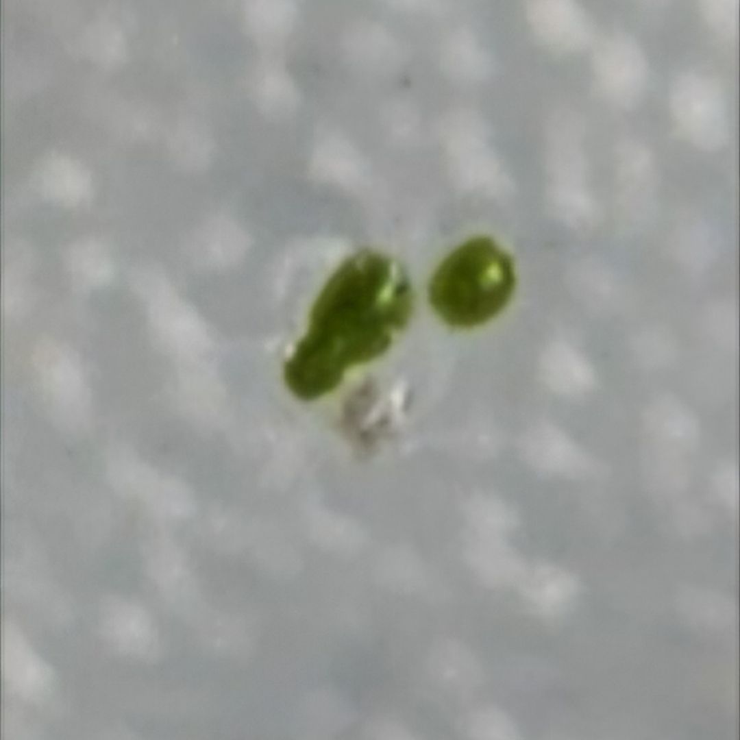 Photo of the plant species Rootless Duckweed by @FitAlkalimallow named Wolffia globosa on Greg, the plant care app
