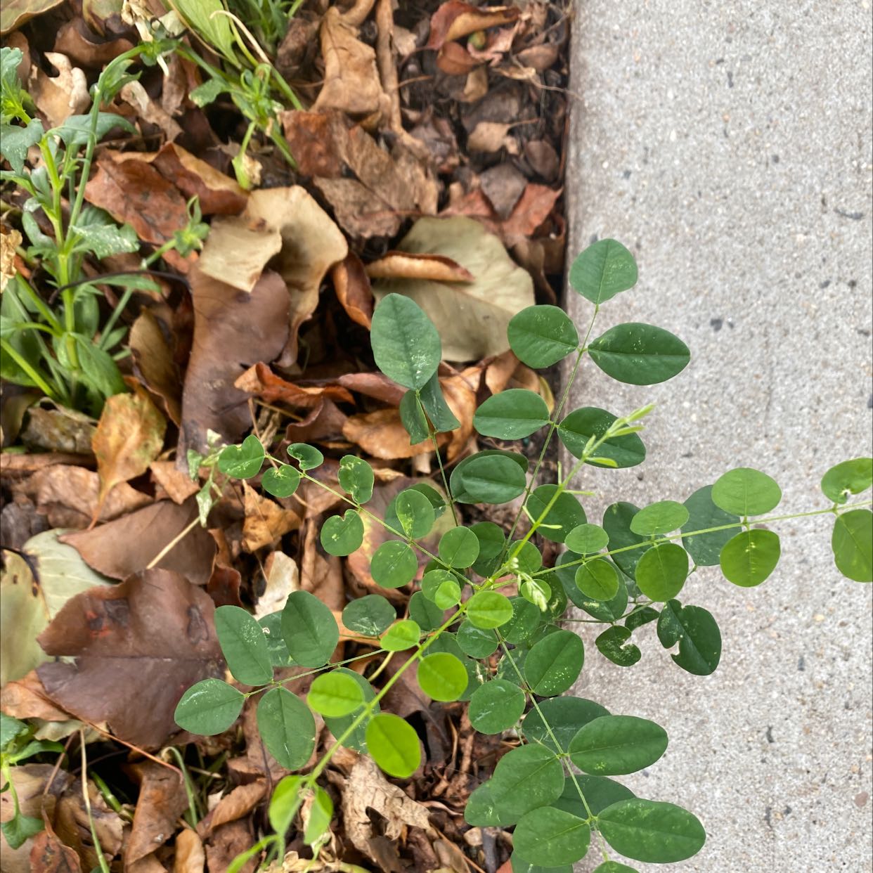 Photo of the plant species Licorice Milkvetch by Wilhelmina named Oscar on Greg, the plant care app
