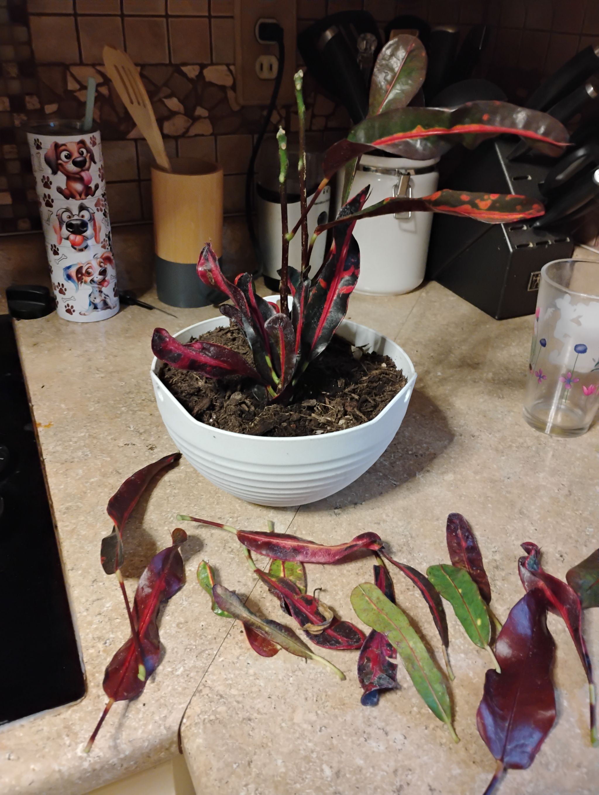 Photo from the post