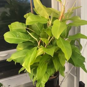 Photo of the plant species Philodendron ‘Ceylon Beauty’ by @KinglyBogbean28 named Zion on Greg, the plant care app