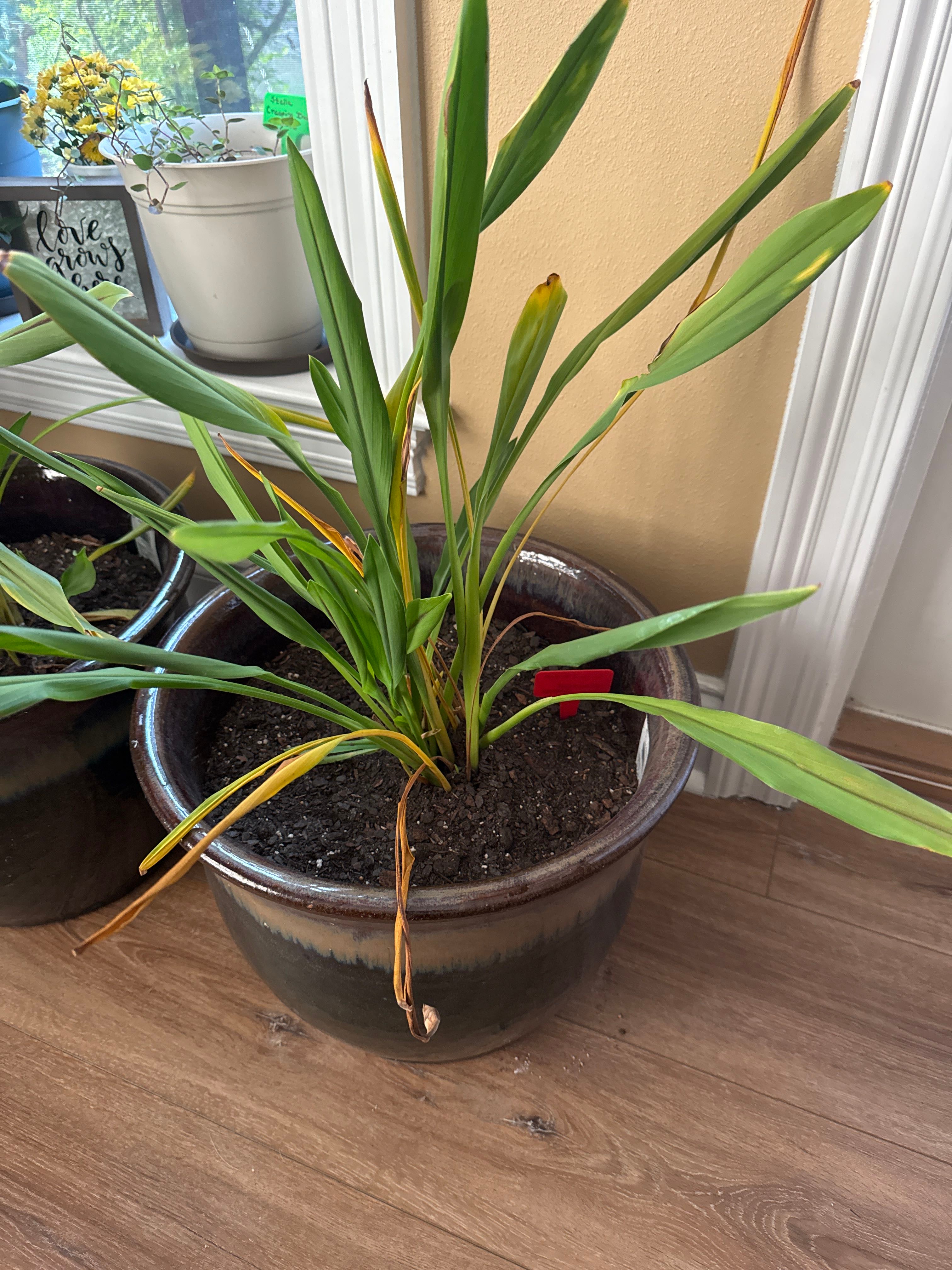 African Rose Mallow Is Safe for Cats 🐱