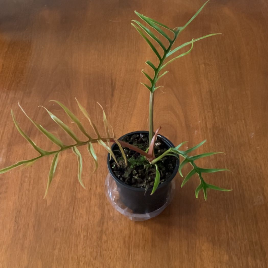 Photo of the plant species Philodendron tortum by @SunnySeedling named Duke on Greg, the plant care app