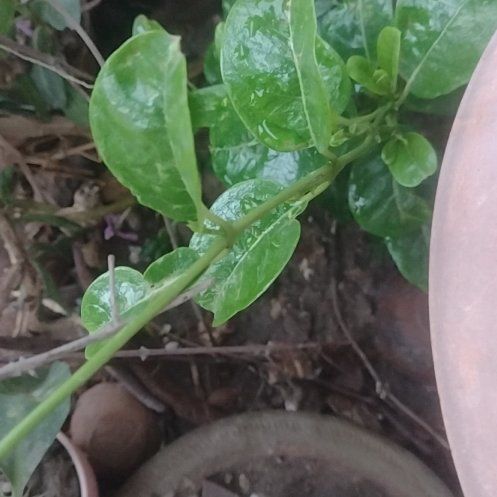 Photo of the plant species Hammock Viper's-Tail by @Daakor named Yellow Trumpet (Zehrile) on Greg, the plant care app