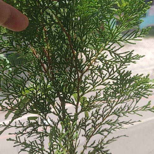 Photo of the plant species Thuja 'Anna Van Vloten' by @Daakor named Bodhi on Greg, the plant care app