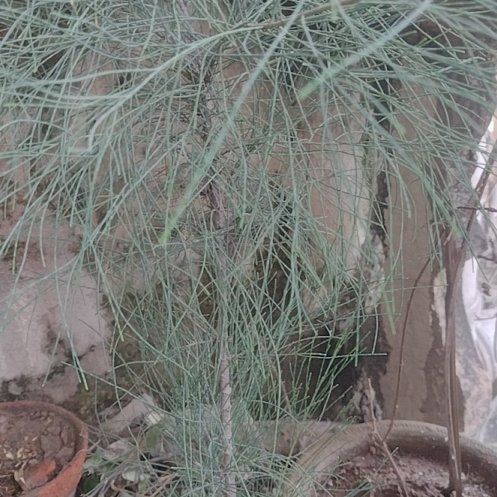 Photo of the plant species Beach Sheoak by @Daakor named Casuarina on Greg, the plant care app