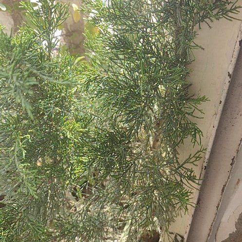 Photo of the plant species Chinese Juniper 'Blue Alps' by @Daakor named Juniperus chinensis on Greg, the plant care app
