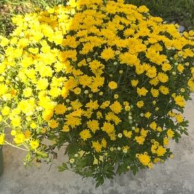 Photo of the plant species Sneezeweed by @CopiousBalsam named Leaf Erickson on Greg, the plant care app