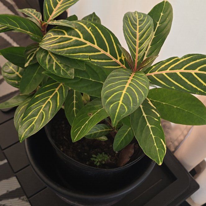 Photo of the plant species Bankesia by @ComicEchinaria named Polyphemus on Greg, the plant care app