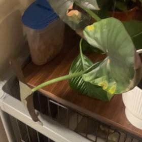 Photo of the plant species Alocasia Dark Miri by @ComicCheesebush named Naomi on Greg, the plant care app