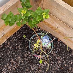 Photo of the plant species Blueberry by @FairLambsear named Blueberry on Greg, the plant care app