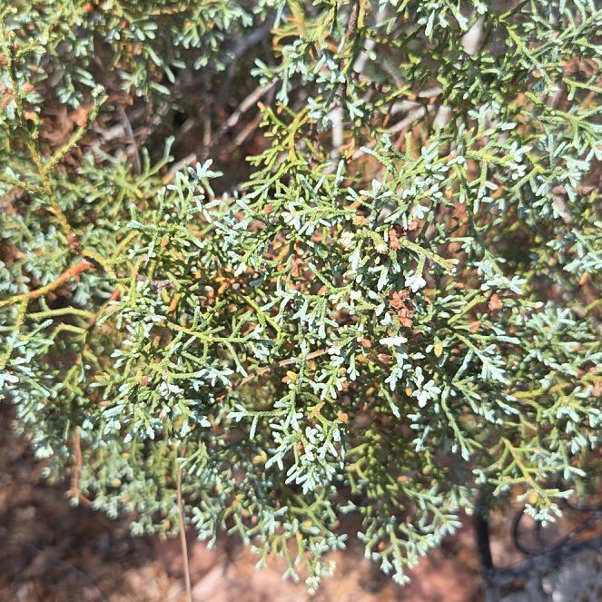 Photo of the plant species Cupressus arizonica by @disney3xjc named Cleopatra on Greg, the plant care app