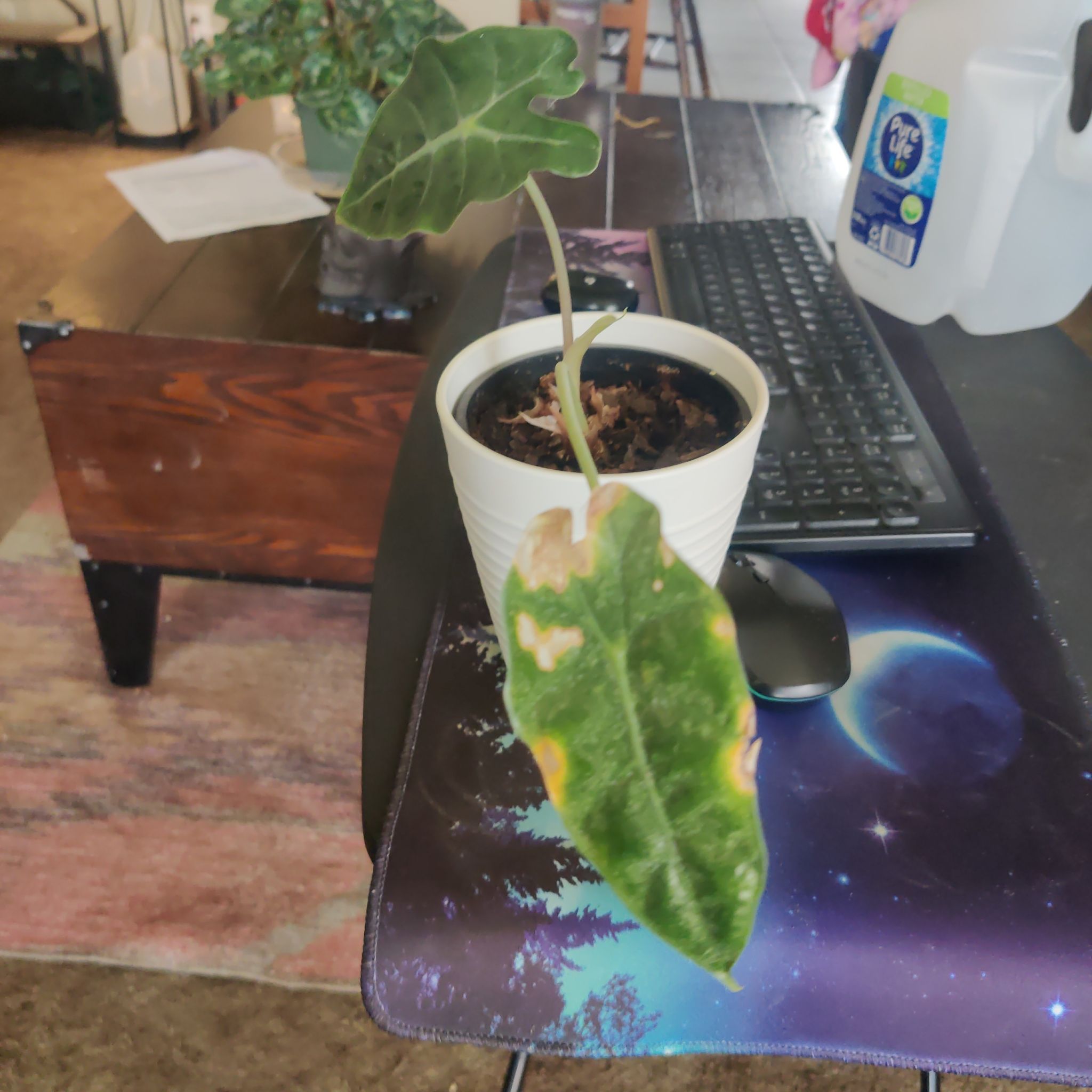 Photo of the plant species Amazonian Elephant Ear by @JuicyPetiveria named Apollo on Greg, the plant care app