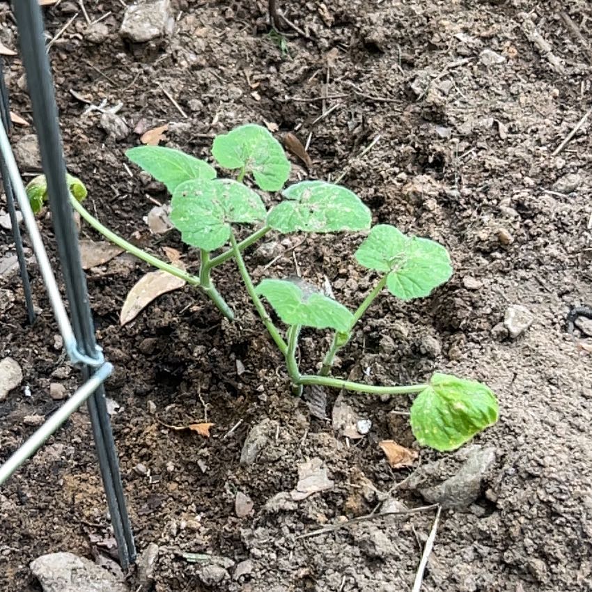 Photo of the plant species Crookneck Squash by @Scum named McKay on Greg, the plant care app