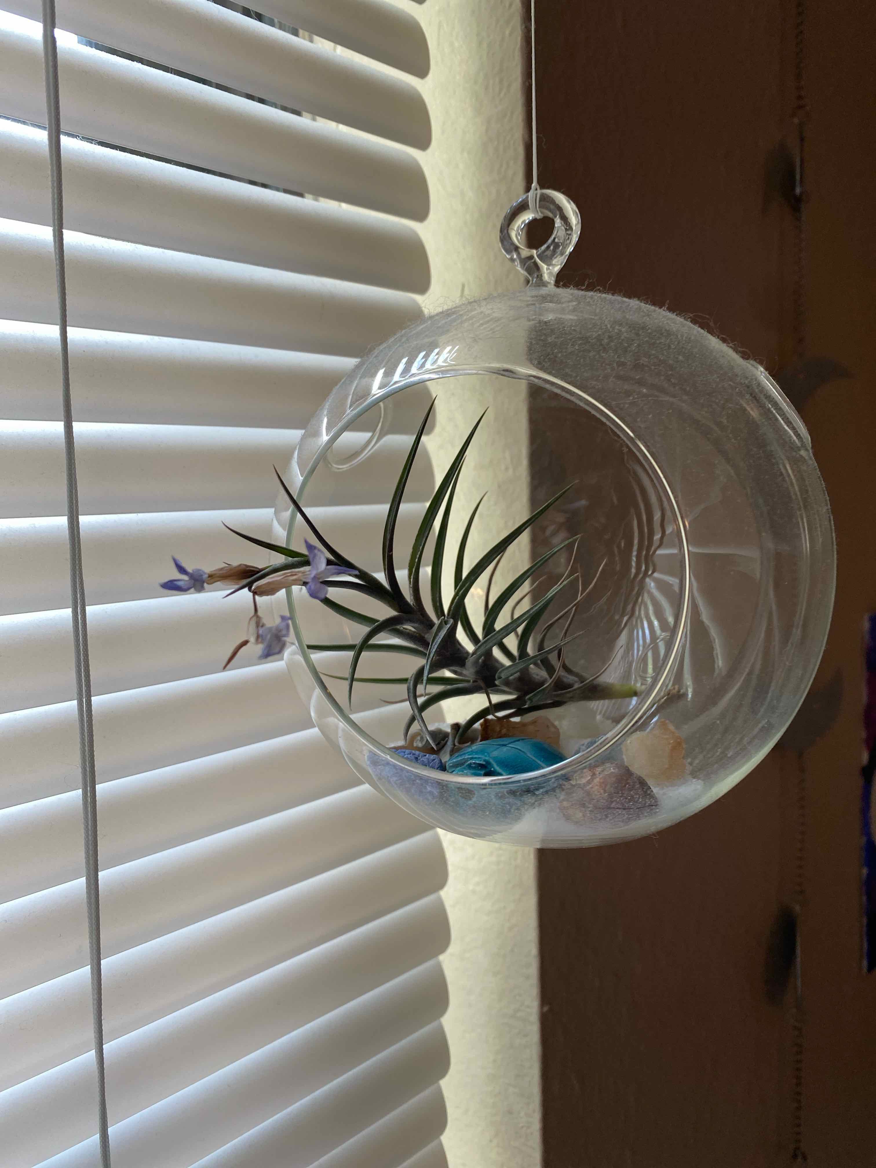Queen's Tears plant in a hanging glass terrarium with visible flowers.