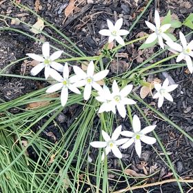 Photo of the plant species Star of Bethlehem by @HeroicAllotropa named Taylor Swift on Greg, the plant care app