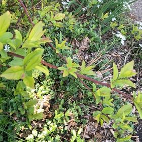 Photo of the plant species Virginia Sweetspire by @HeroicAllotropa named Kardashian on Greg, the plant care app