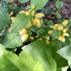 Photo of the plant species Yellow Archangel by @HeroicAllotropa named Stella on Greg, the plant care app