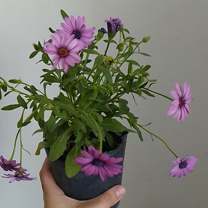 Photo of the plant species Zion Blue Denim African Daisy by @YeveCallalily named Walt on Greg, the plant care app