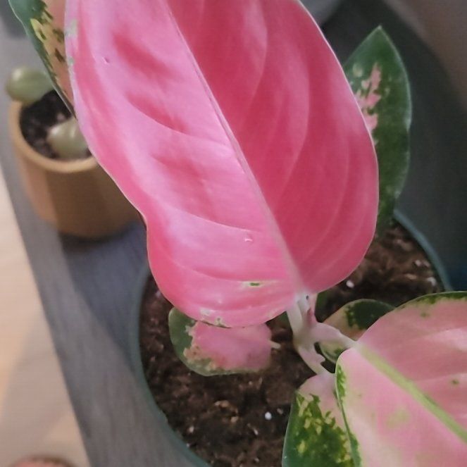 Photo of the plant species Pink Pearl Chinese Evergreen by @DandyTawa28 named Kesha on Greg, the plant care app