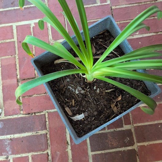 Photo of the plant species Lily of the Nile by @AllegiantJade named Cleopatra on Greg, the plant care app