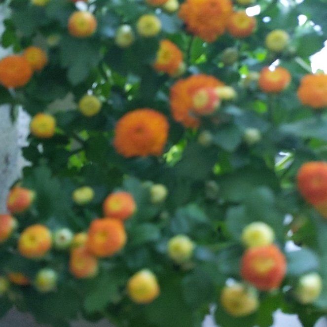 Photo of the plant species Hardy Chrysanthemum by @anniegrace named Beckham on Greg, the plant care app