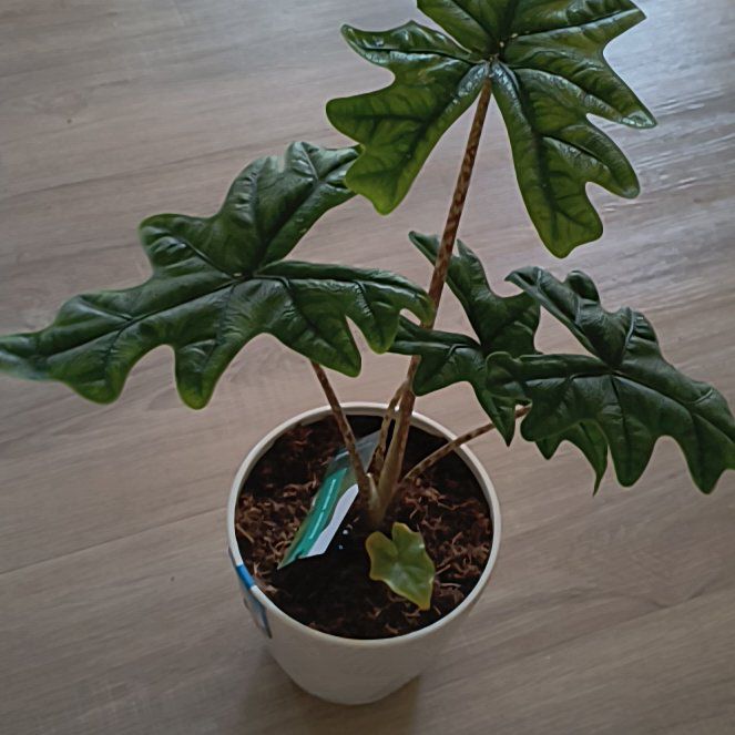 Photo of the plant species Jacklyn by @ZippySilvergum named Fernie Saunders on Greg, the plant care app