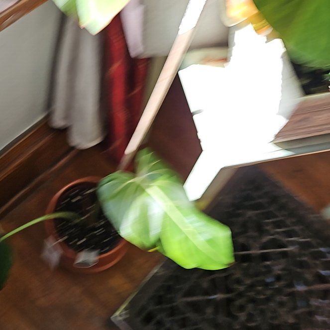Photo of the plant species Philo Summer Glory by @UnbiasedPigfern named Maya on Greg, the plant care app