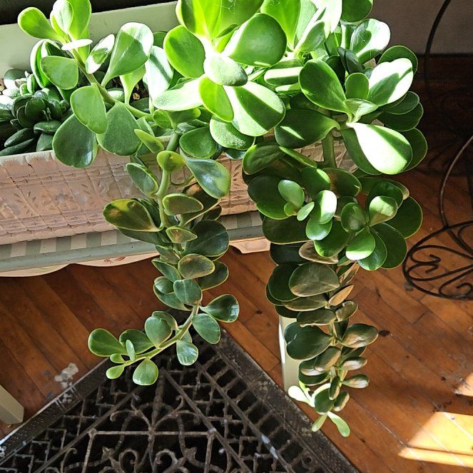 Photo of the plant species Variegated Trailing Jade Plant by @UnbiasedPigfern named Mando on Greg, the plant care app